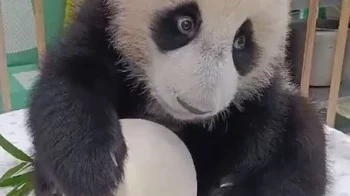 &laquo;Девочка на шаре&raquo;:&nbsp;Московский зоопарк показал хитрый способ взвешивания Катюши