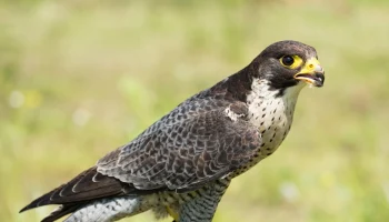 Считавшуюся исчезнувшей в Москве птицу чеглока нашли в «Лосином острове»