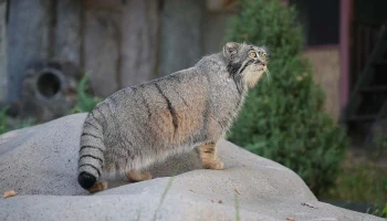 Зоопарк из Франции не сможет отправить невесту манулу Тимофею