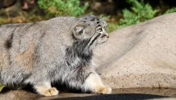 Зрители трансляций из Московского зоопарка могут проверить знания о манулах