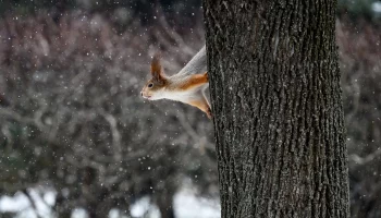 &laquo;По-зимнему идеальные&raquo;: Тишковец рассказал о погоде в Москве на выходных