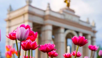 В апреле на ВДНХ начнет цвести около полумиллиона крокусов, тюльпанов и сцилл