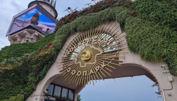 Три голубых ягненка родились в Московском зоопарке