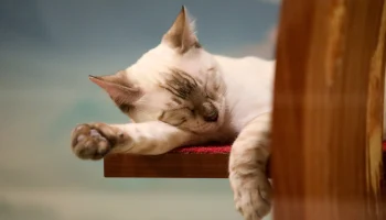 Цири и Живоглот: названы самые необычные клички для кошек в Москве в 2026 году