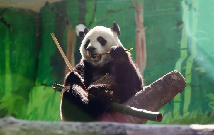 «Папа на работе»: Московский зоопарк показал кадры неспешных будней панды Жуи «Папа на работе»: Московский зоопарк показал кадры неспешных будней панды Жуи
