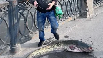 Рыбаки выловили 25-килограммового сома в Москве-реке