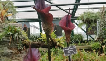 В "Аптекарском огороде" расцвел язык дьявола