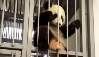 &laquo;Караул!&raquo;: панда Катюша чуть не &laquo;сбежала&raquo; из вольера на глазах у оператора