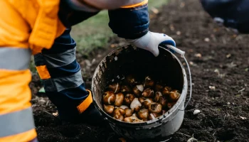 На столичных клумбах начали высаживать тюльпаны
