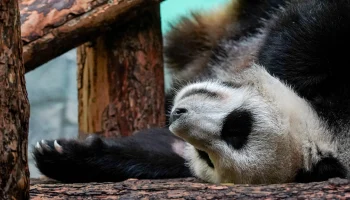 Китайские специалисты похвалили Московский зоопарк за условия содержания панд