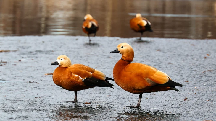 Теплый старт весны: какой будет погода в Москве на следующей неделе Теплый старт весны: какой будет погода в Москве на следующей неделе