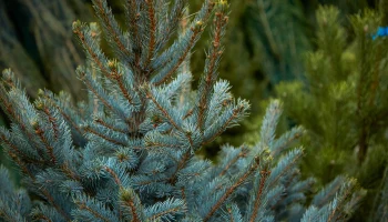 Россиянам напомнили, как правильно утилизировать елку