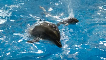 Детеныш черноморской афалины родился в &laquo;Москвариуме&raquo;