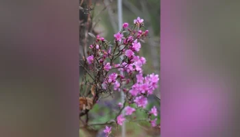 Первый рододендрон расцвел в "Аптекарском огороде"