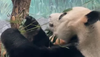 &laquo;Своя техника&raquo;: Московский зоопарк показал поедающего бамбук отца панды Катюши