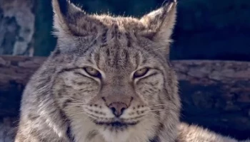 &laquo;Кистеухое блаженство&raquo;: Московский зоопарк показал отдыхающую в сумерках рысь