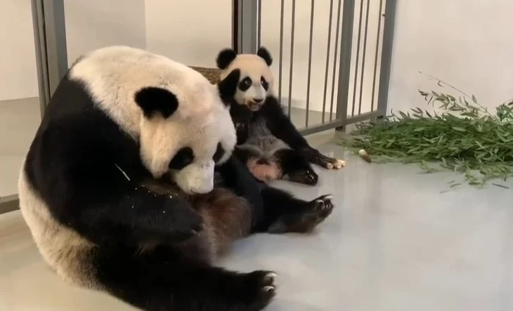 «Быстрее мамы»: Московский зоопарк показал поедающую ростки бамбука Катюшу «Быстрее мамы»: Московский зоопарк показал поедающую ростки бамбука Катюшу