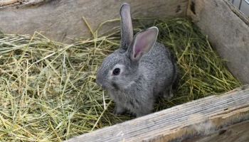 Кролик сломал палец девочке в контактном зоопарке в Новгородской области