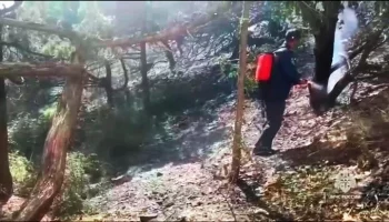 Оба лесных пожара в Северском районе Кубани ликвидированы