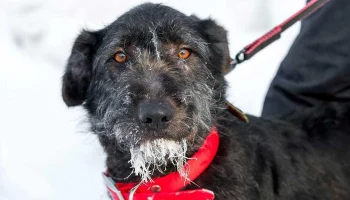 Трем собакам из приюта выберут имена на платформе «Активный гражданин — детям» Трем собакам из приюта выберут имена на платформе «Активный гражданин — детям»