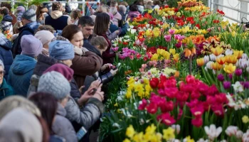 Тысячи тюльпанов расцветут в "Аптекарском огороде" ко Дню святого Валентина
