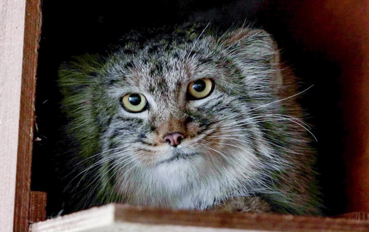 «Чеширский манул»: Московский зоопарк показал редкий выход Тимоши в личный вольер «Чеширский манул»: Московский зоопарк показал редкий выход Тимоши в личный вольер