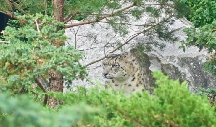 Новый вольер для снежных барсов открылся в Московском зоопарке Новый вольер для снежных барсов открылся в Московском зоопарке