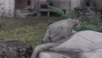 Стало известно, как проходит зажировка манула Тимофея в Московском зоопарке