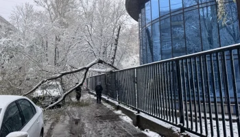 Поваленные сильным ветром деревья оперативно распиливают и вывозят в Москве