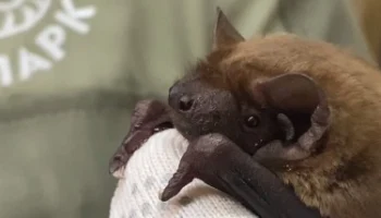 Летучую мышь по кличке Пуговка спасли в Москве