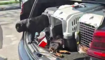 Клетки с задыхающимися брошенными щенками заметили в машине на западе Москвы