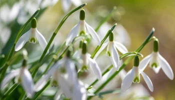 В "Аптекарском огороде" отметят День подснежника