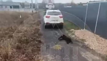 В подмосковном Клину задержали пенсионера, привязавшего собаку к машине