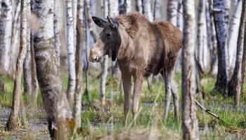 Число лосей в областной части &laquo;Лосиного острова&raquo; в 2026 году выросло до 43 особей