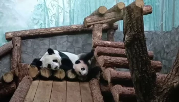 &laquo;Тихонько просыпается&raquo;: Московский зоопарк показал будни Катюши в главном вольере