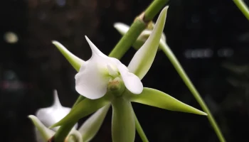 Редкая орхидея из Мадагаскара расцвела в «Аптекарском огороде» Редкая орхидея из Мадагаскара расцвела в «Аптекарском огороде»
