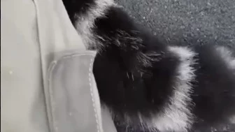 &laquo;Близко-близко&raquo;: Московский зоопарк показал, как кипер гладит леопарда&nbsp;Мизера