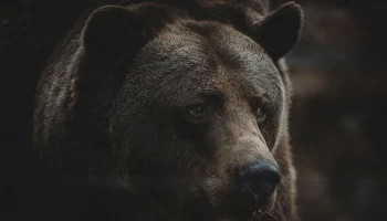 Shot: Медведь напал на жителя Бурятии во дворе его дома