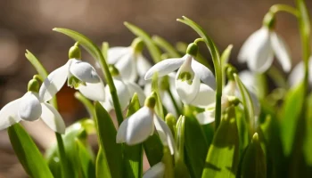Подснежники начали массово расцветать в Москве