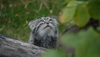 Манул Тимофей начал летнюю разжировку