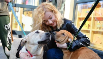 Сотни добрых дел: как фестиваль &laquo;Пасхальный дар&raquo; помогает четвероногим друзьям
