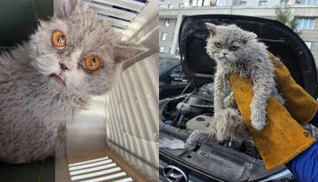 &laquo;Недовольная&raquo; кошка до спасения из-под капота выпала с восьмого этажа