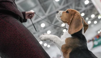 &laquo;Аэрофлот&raquo; разрешил перевозить животных на соседних пассажирских креслах