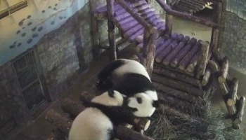 &laquo;Нежный поцелуй&raquo;: Московский зоопарк показал, как Катюша будит маму по вечерам