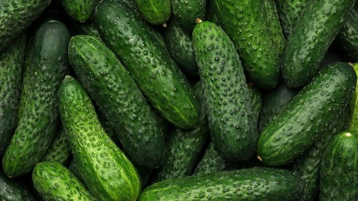 Польские аграрии призвали запретить импорт огурцов из России Польские аграрии призвали запретить импорт огурцов из России