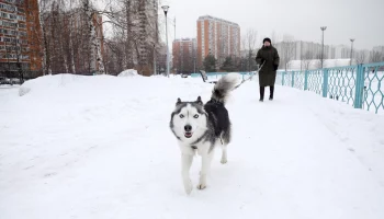 Синоптик Вильфанд назвал дни в Москве с самым сильным снегопадом на этой неделе