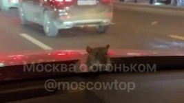 На северо-востоке Москвы заметили машину, ездившую с крысой на капоте (видео) На северо-востоке Москвы заметили машину, ездившую с крысой на капоте (видео)