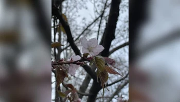 Первая сакура расцвела в "Аптекарском огороде"