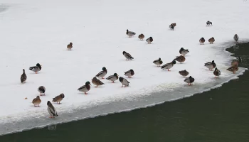 Москвичей предупредили о начале высокого половодья в области