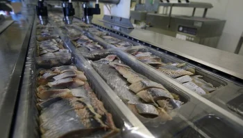 Сельдь стала самой подешевевшей рыбой в России в 2025 году